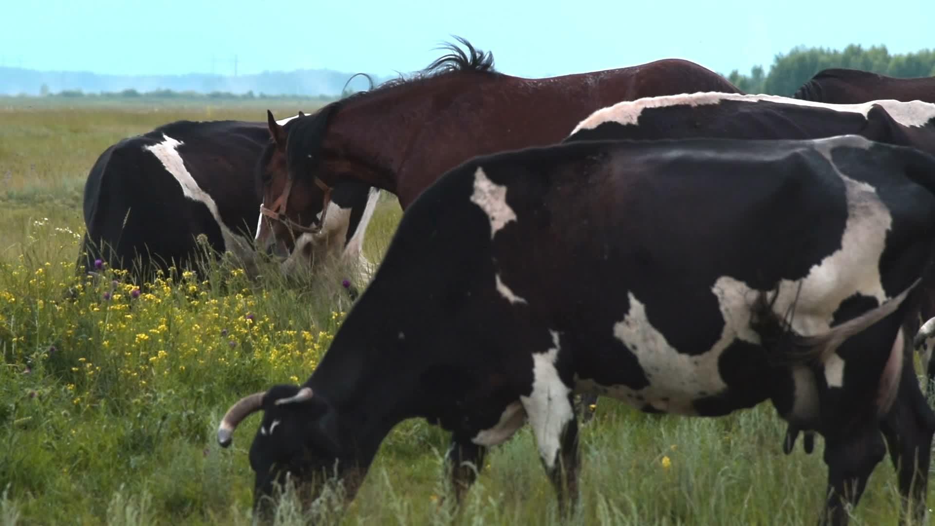 牛和马由绿草地支撑视频的预览图