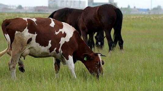 牛和马以草为食视频的预览图