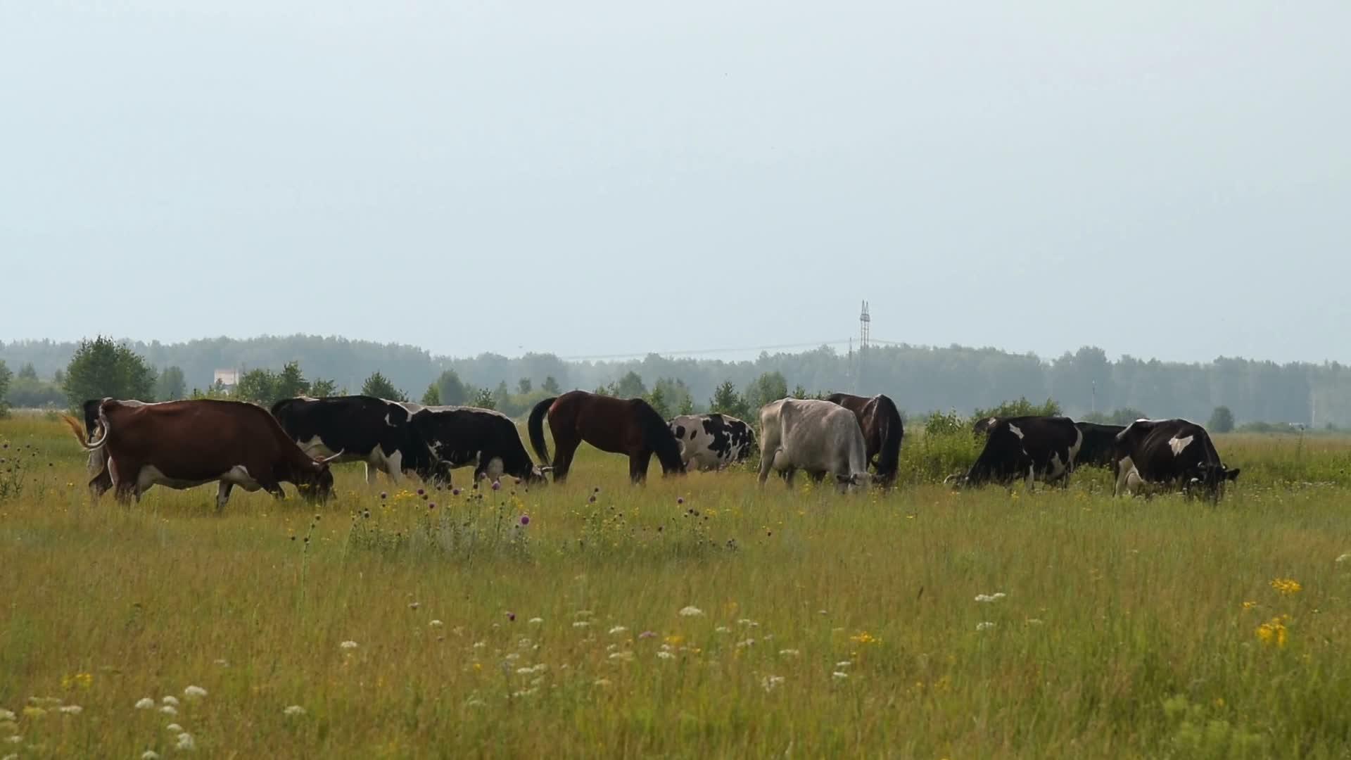 在草原上放牧的牛群视频的预览图
