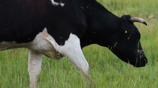 牛牛在绿草牧场放牧视频的预览图