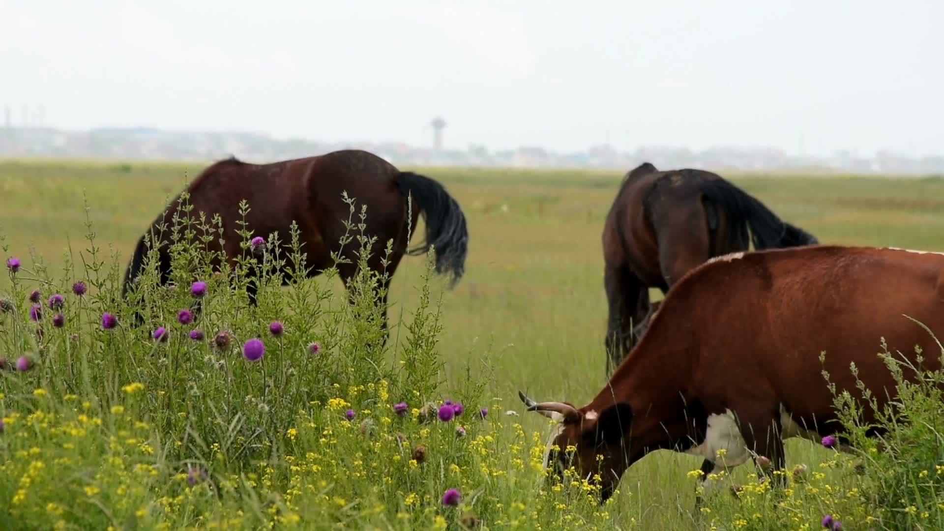 马和牛在牧草上放牧视频的预览图