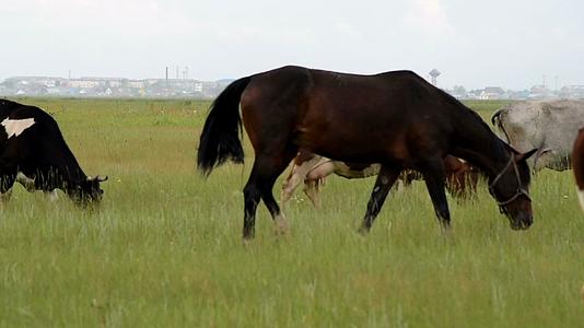 牧马和牲畜在草地上放牧视频的预览图