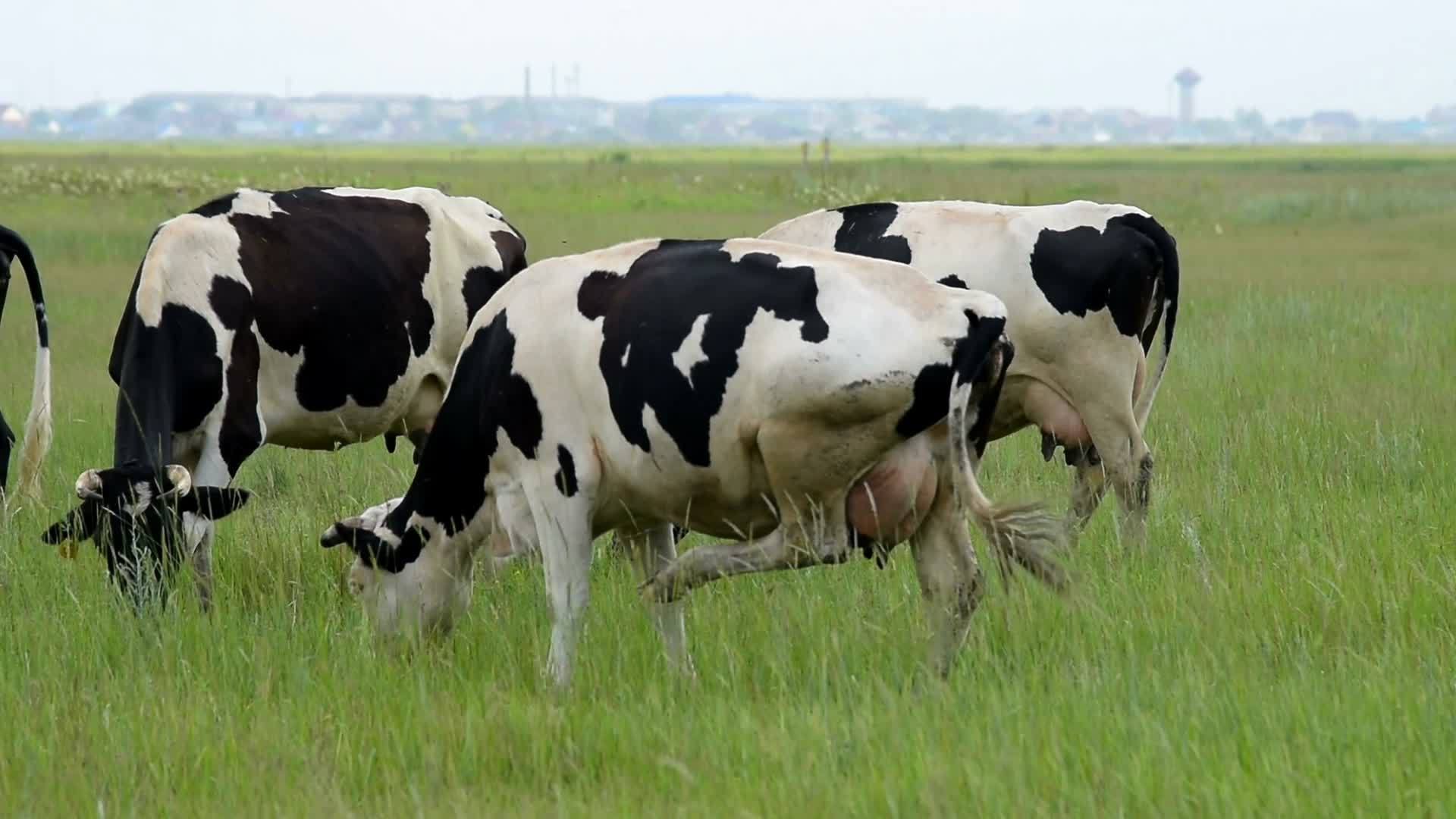牧草上放牧的牛视频的预览图