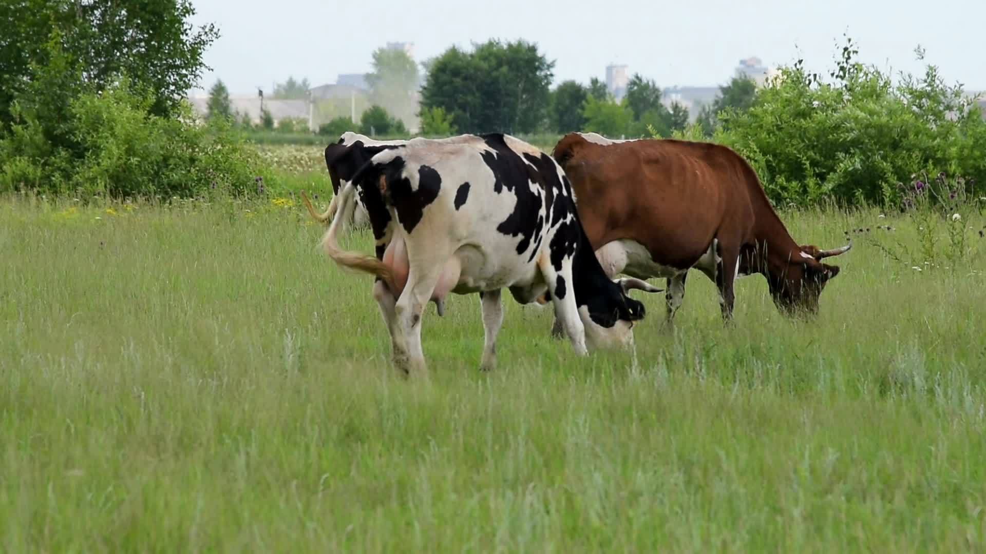 牧草上放牧的牛视频的预览图