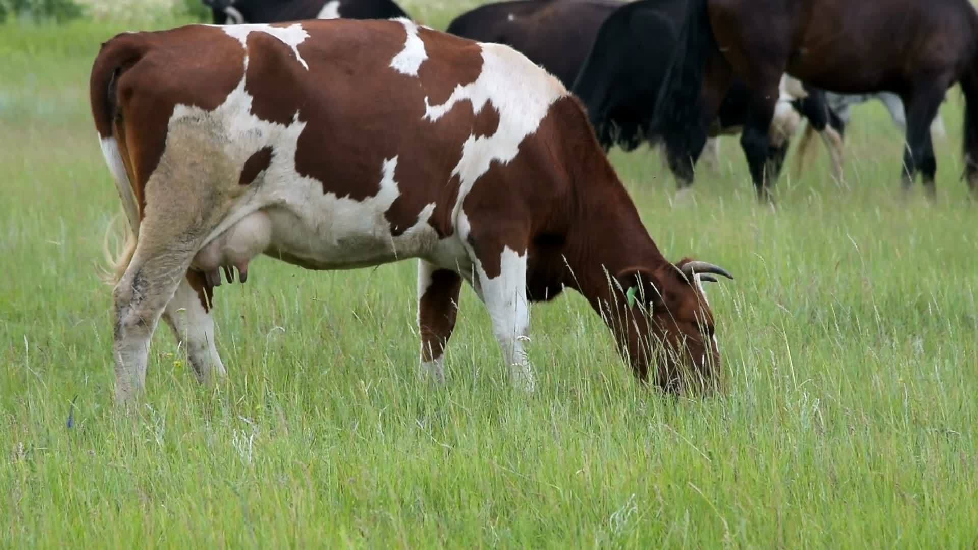 牧草的牲畜视频的预览图
