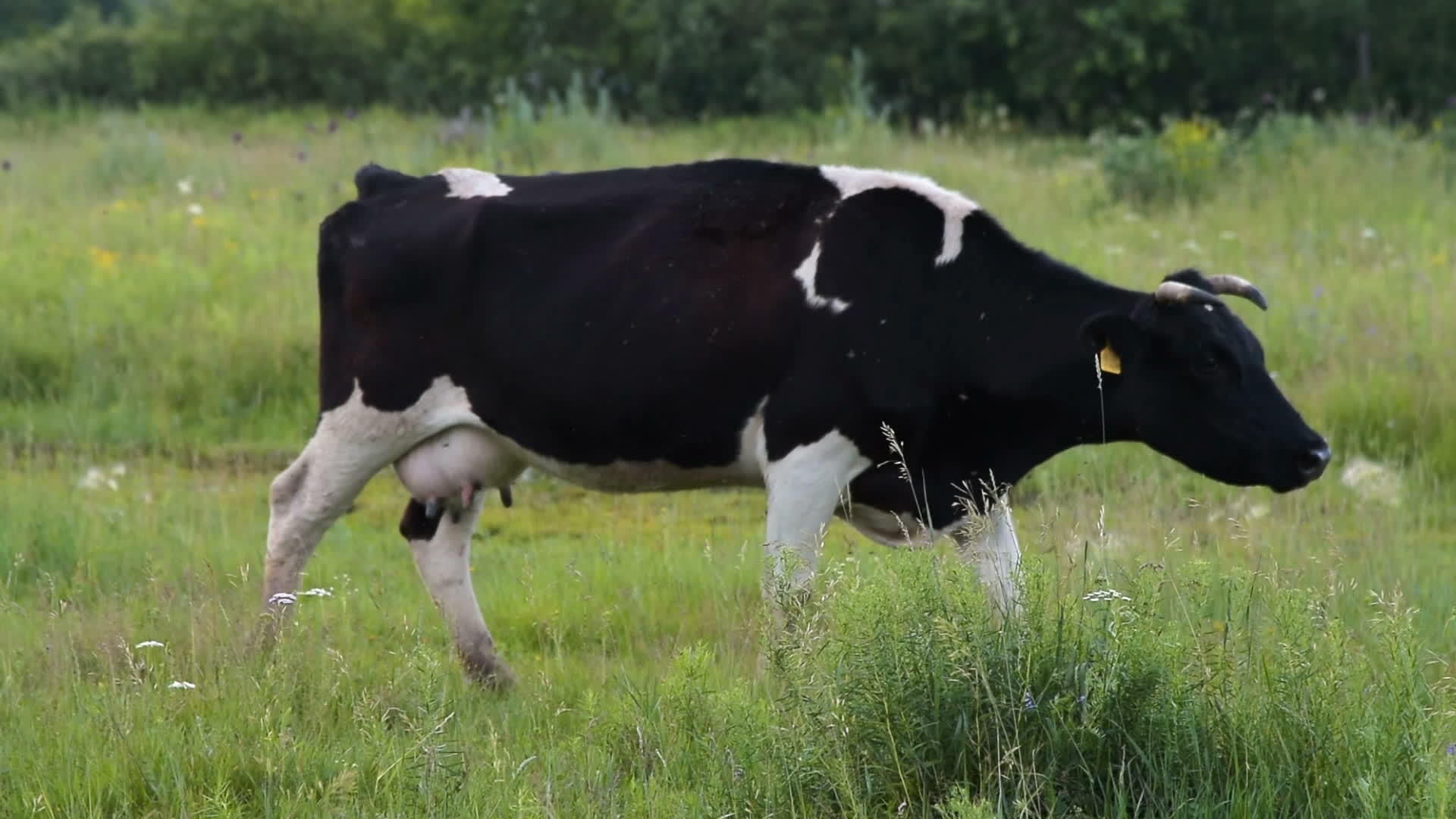 绿草牧场上的奶牛视频的预览图