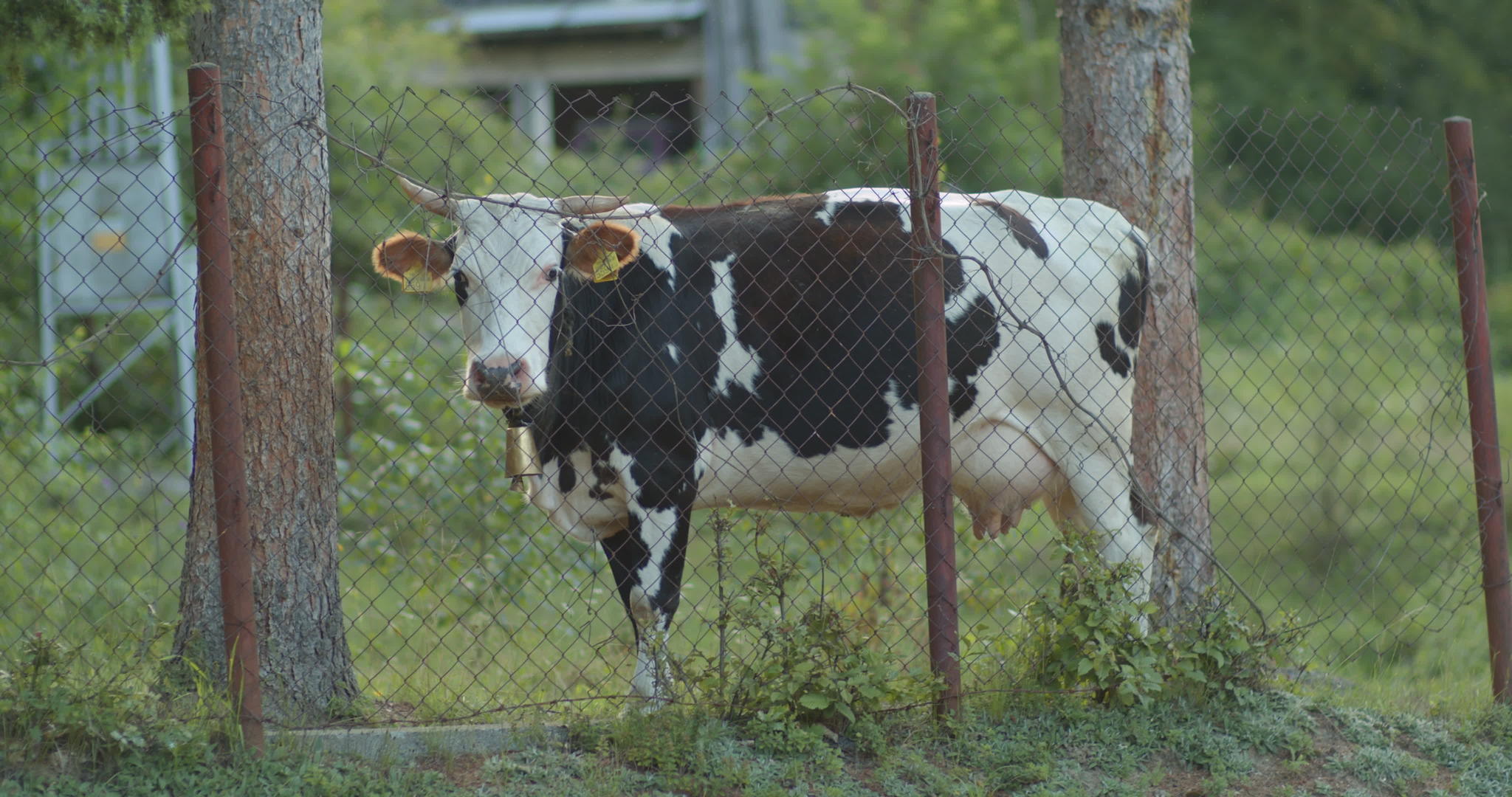 牛奶牛后面的锈金属栅栏视频的预览图