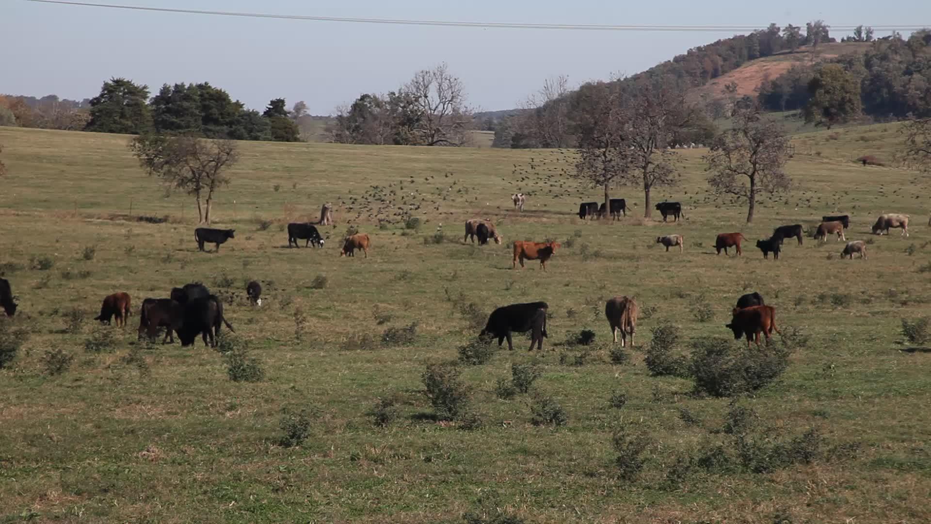 在阿肯色的田地上种牛视频的预览图