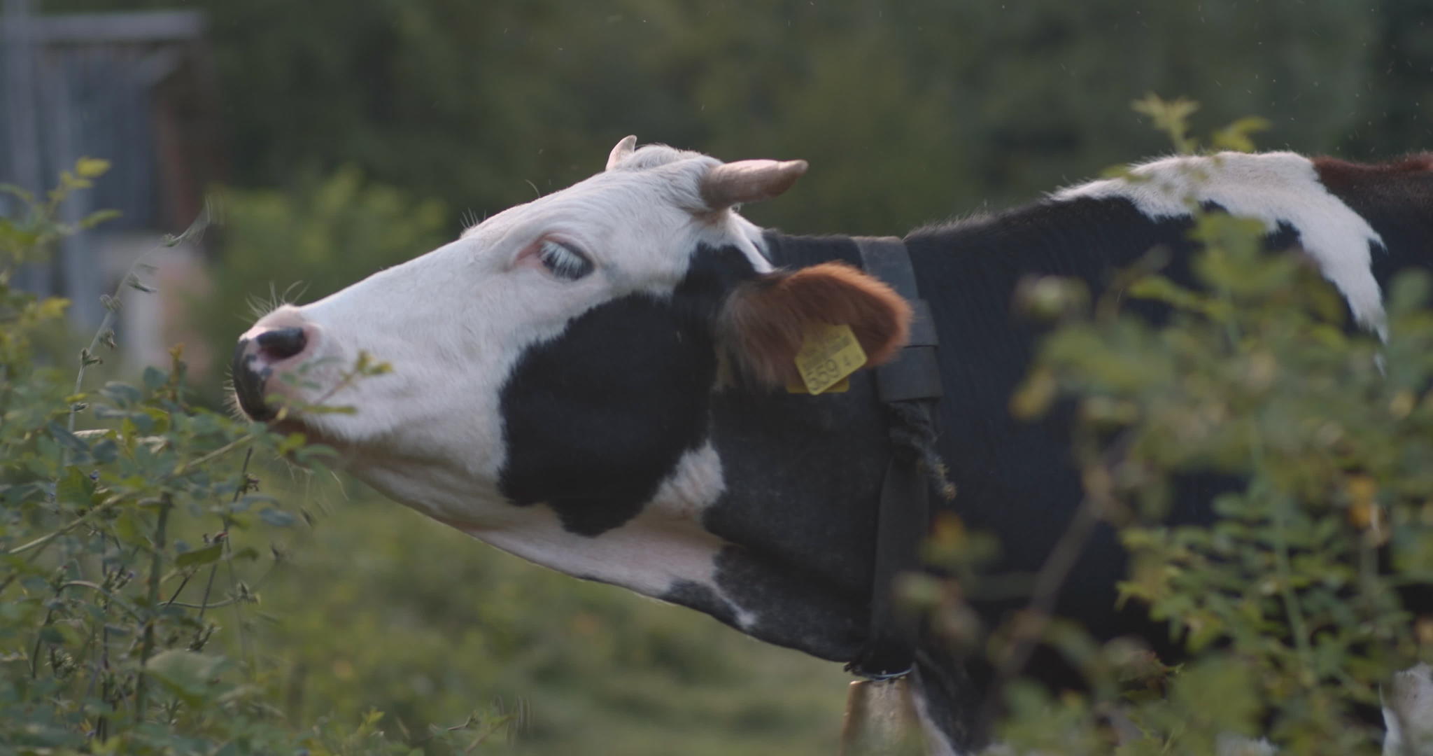 牛吃灌木叶视频的预览图