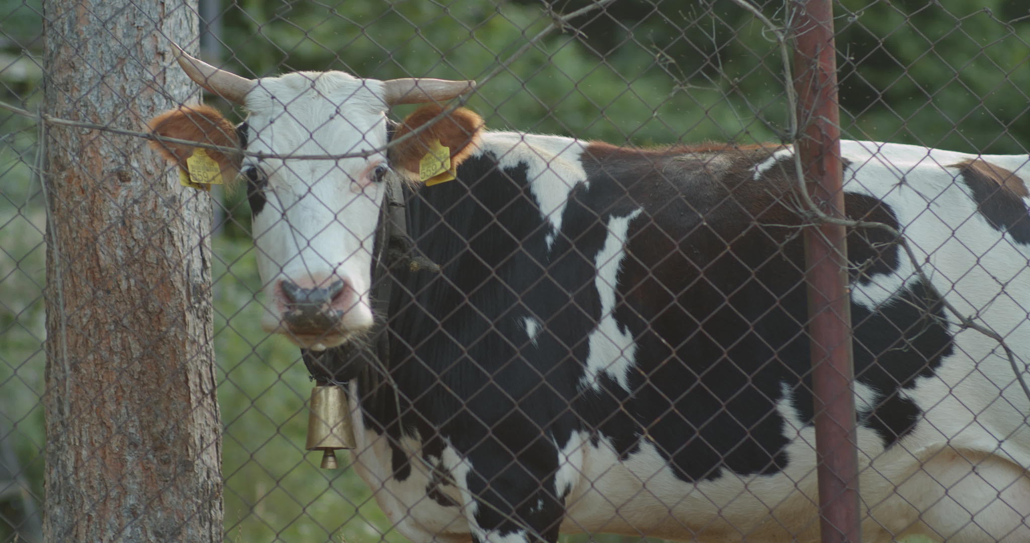 牛奶牛后面的锈金属栅栏视频的预览图
