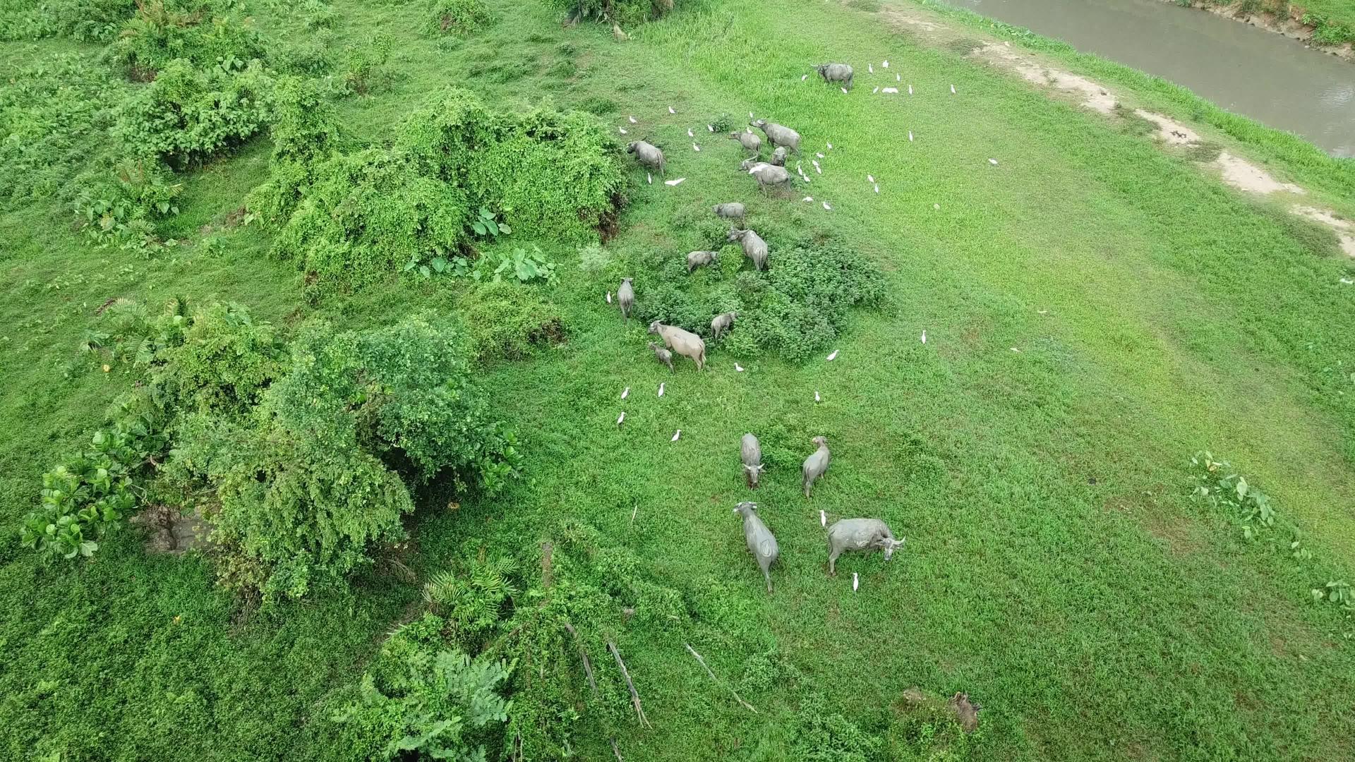 牧羊人和牛住在绿地视频的预览图