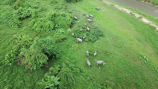 牧羊人和牛住在绿地视频的预览图