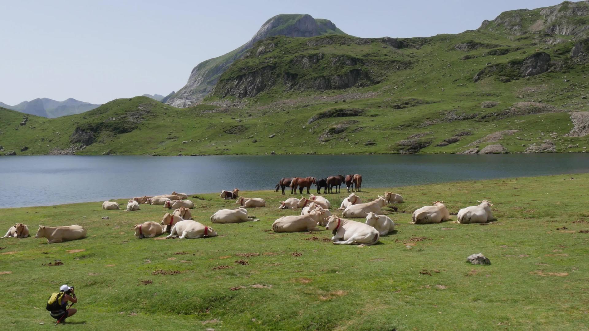 山湖附近的牛和马的数量视频的预览图