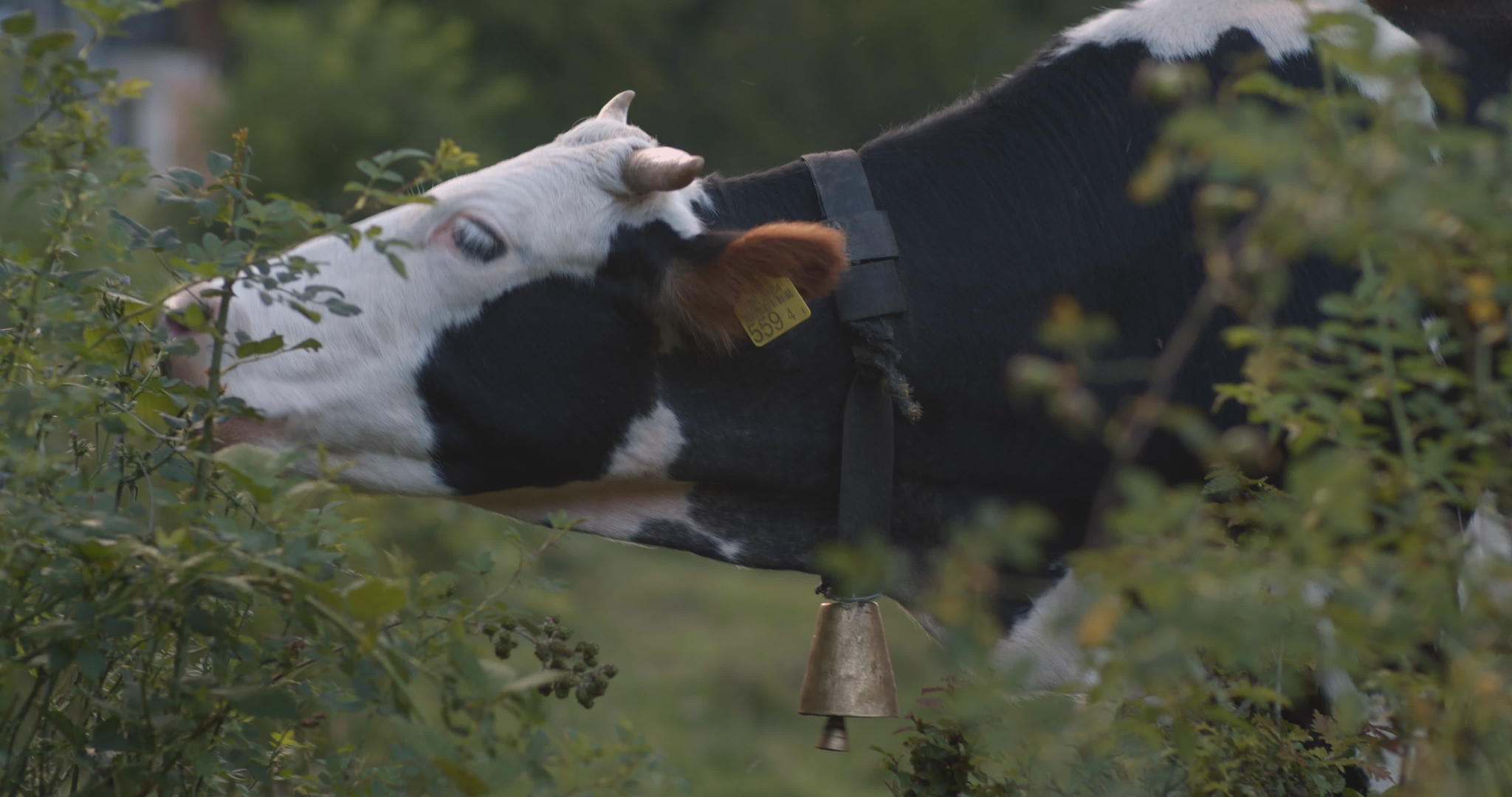 牛吃灌木叶视频的预览图