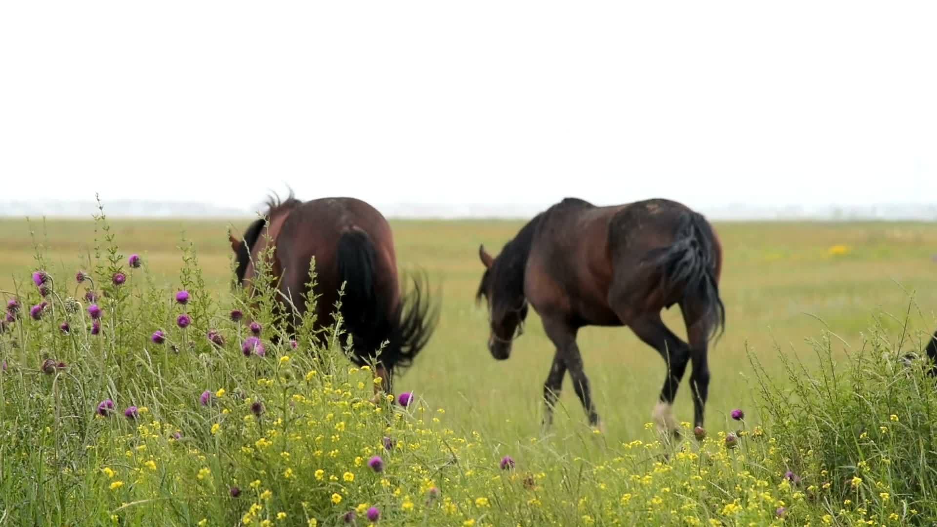 两匹马在绿草地上行走视频的预览图