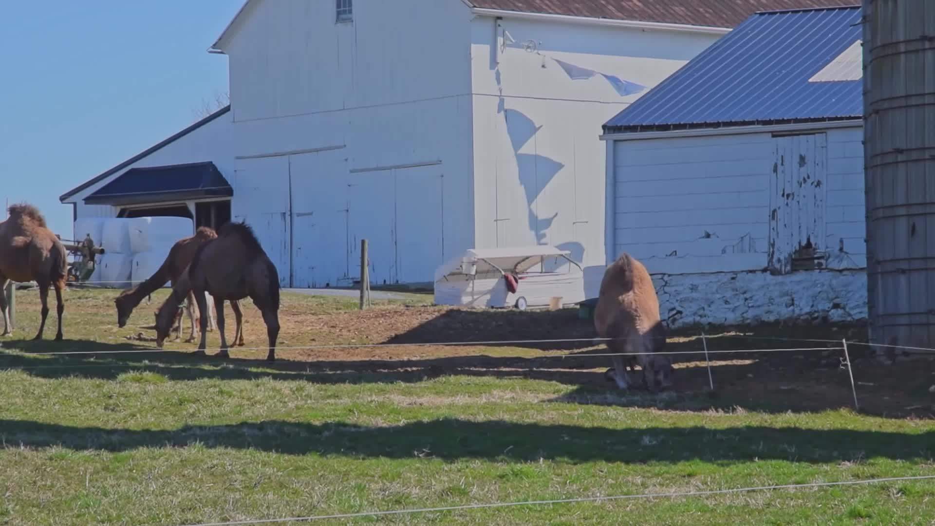 一群骆驼在宾夕法尼亚州的阿米什农场吃草而一只骆驼躺着视频的预览图
