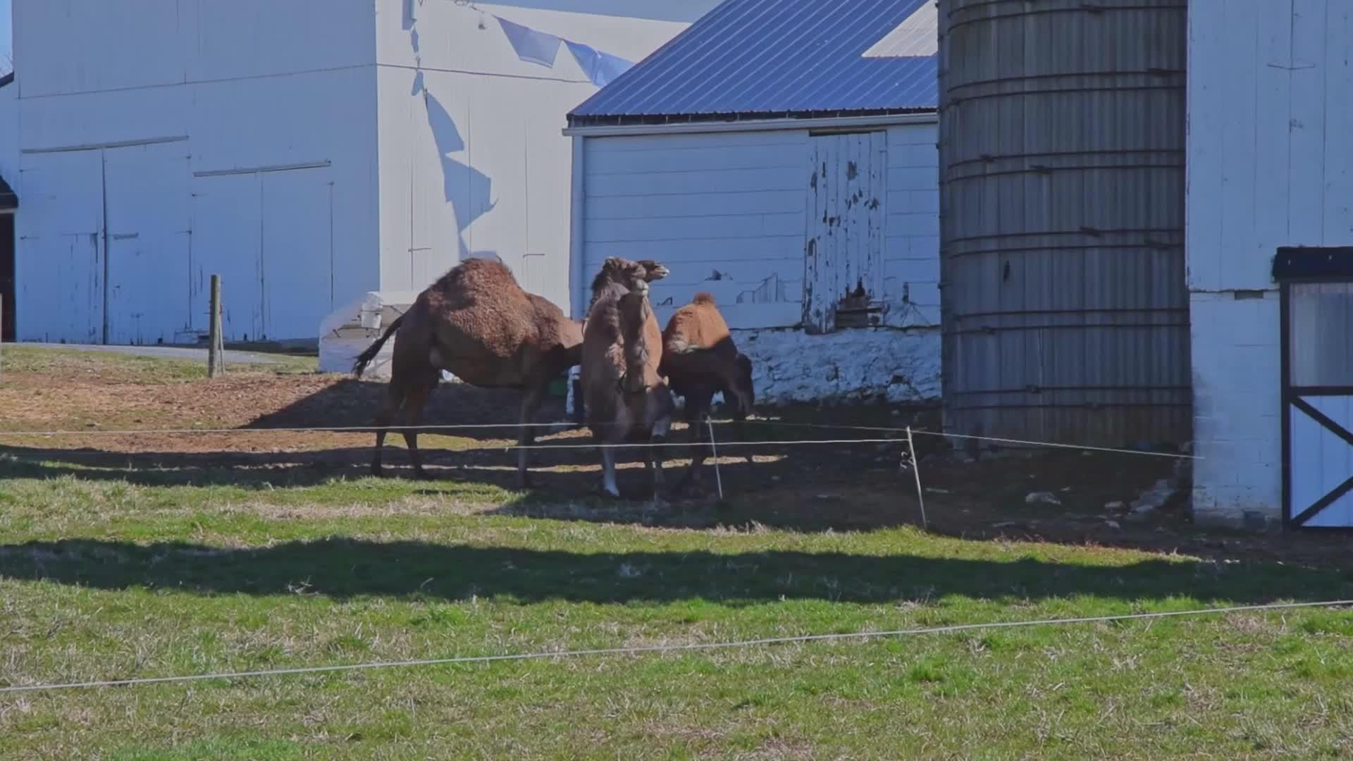 一群骆驼在芬西瓦尼亚的阿米什农场放牧视频的预览图