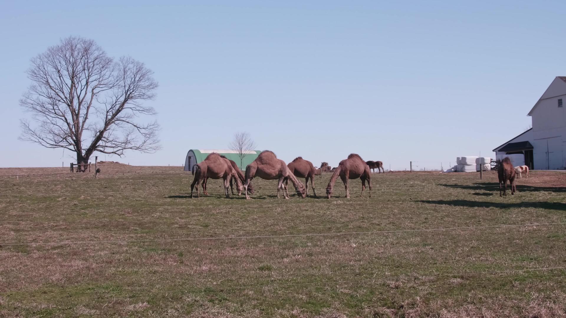 一群骆驼在芬西瓦尼亚的阿米什农场放牧视频的预览图