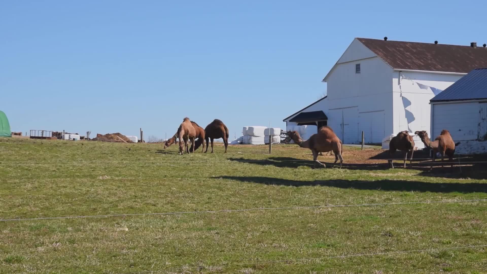 一群骆驼在芬西瓦尼亚的一个小马阿米什农场放牧视频的预览图