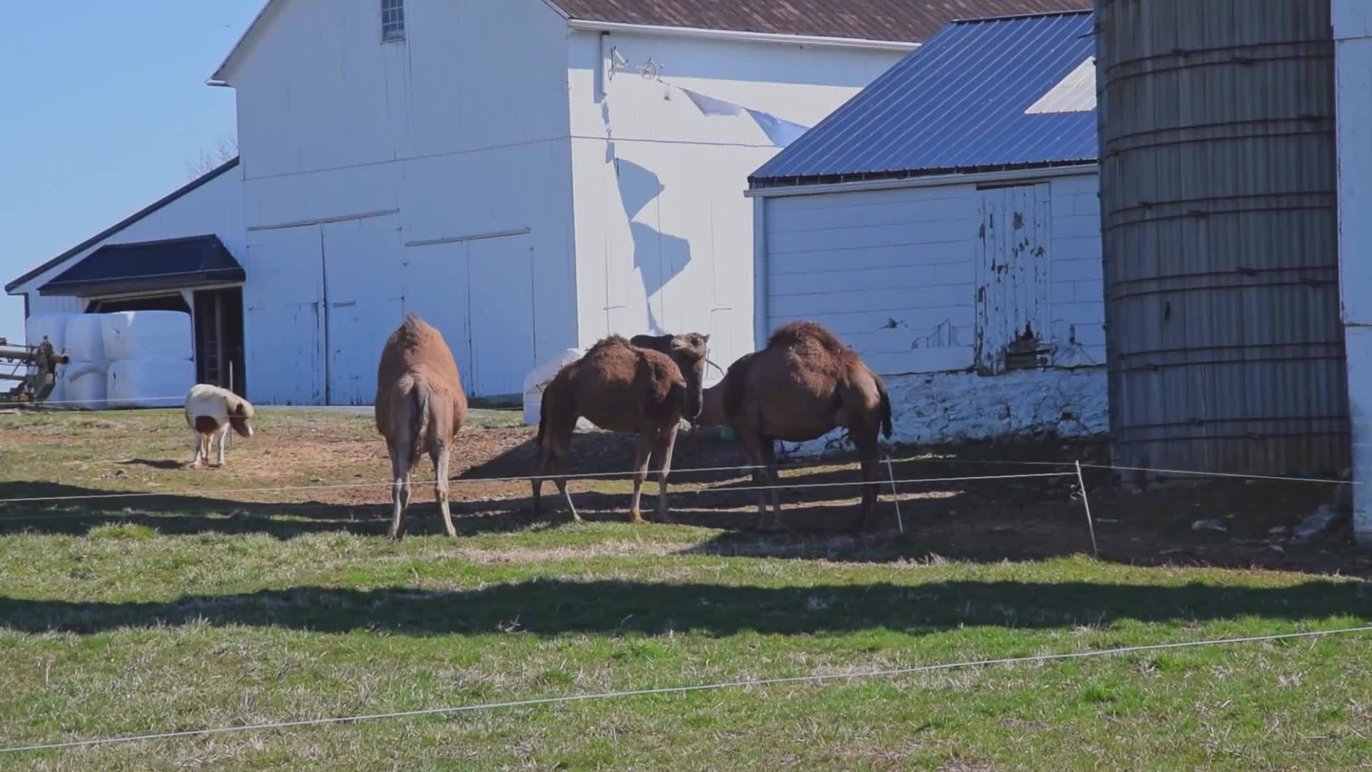 一群骆驼在芬西瓦尼亚的一个小马阿米什农场放牧视频的预览图