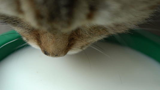 姜猫喝牛奶关闭慢动作120英尺视频的预览图