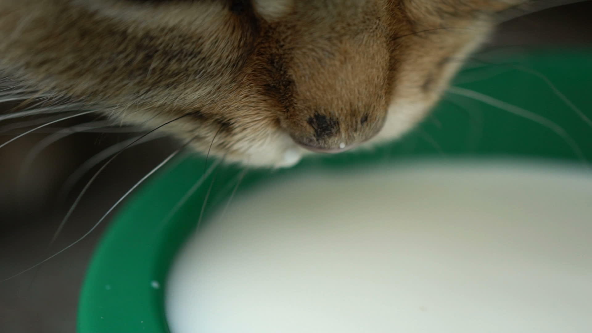 姜猫喝牛奶关闭慢动作120英尺视频的预览图