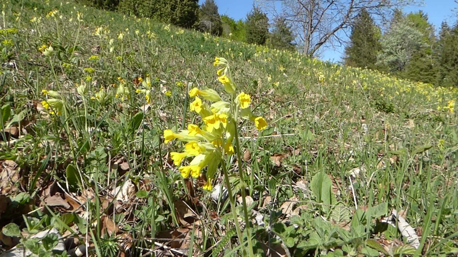 德国草原上的春天视频的预览图