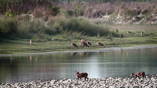 巴迪亚国家公园Nepal猪鹿和鱼海王视频的预览图