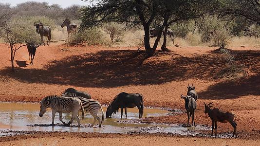 野生和斑马在水坑里喝水视频的预览图
