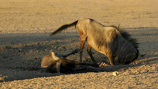 卡拉哈里沙漠一种在沙尘中玩耍的蓝色野生动物视频的预览图