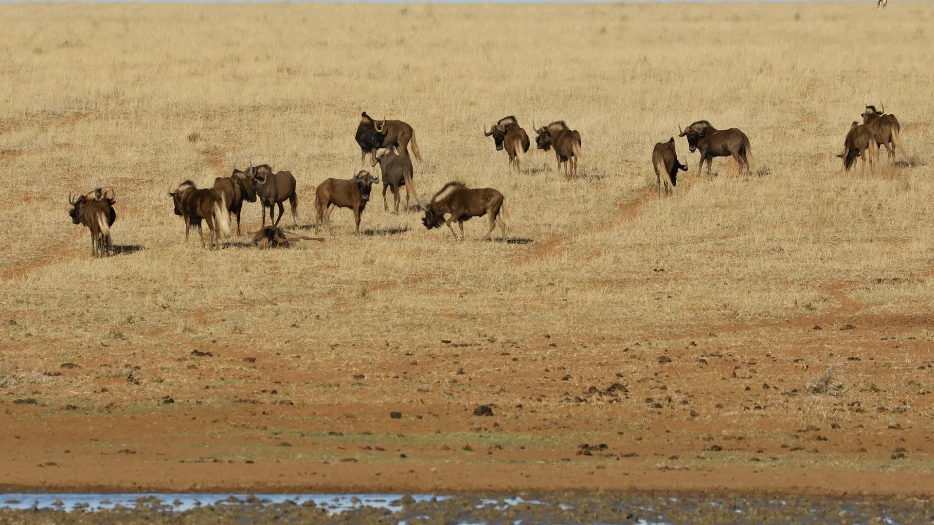 草原上最黑的野畜群视频的预览图