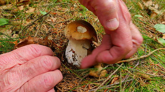 在森林草丛中采摘白蘑菇近距离开阔视野手在森林中切割视频的预览图