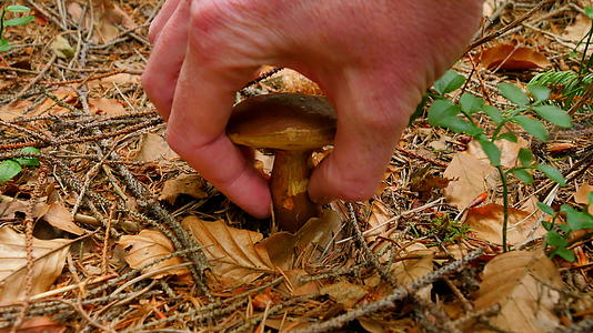 在森林草丛中采摘白蘑菇近距离开阔视野手在森林中切割视频的预览图