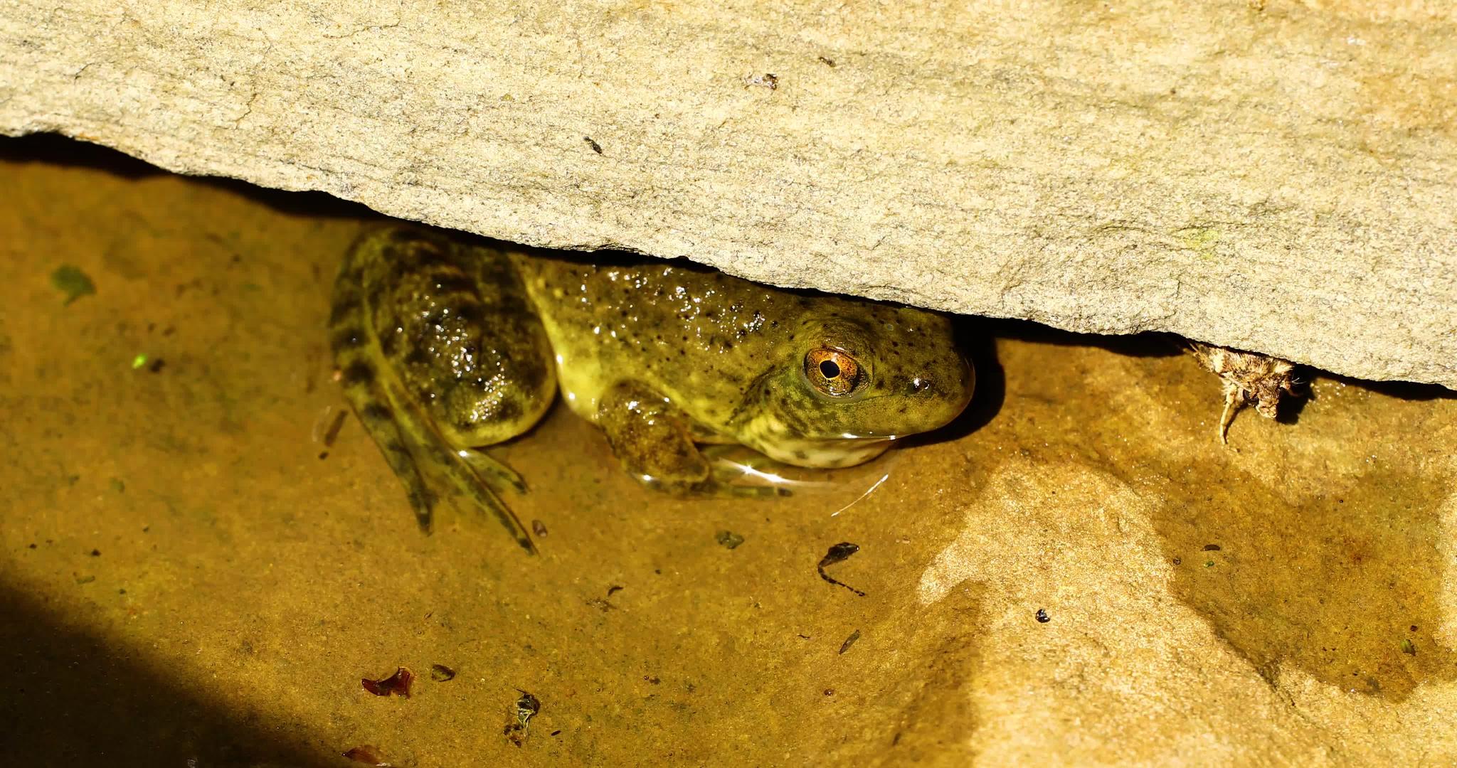 年轻的公牛蛙藏在岩石下视频的预览图