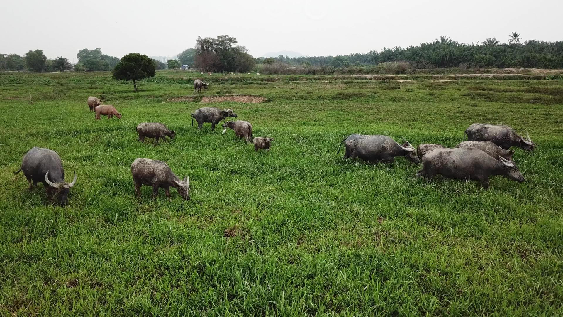 白牛灰色苍蝇飞向水牛放牧草地视频的预览图