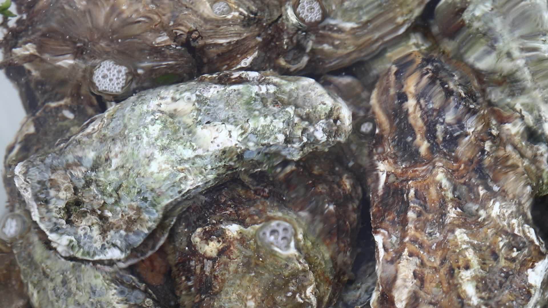 在自来水中关闭几只新鲜牡蛎视频的预览图