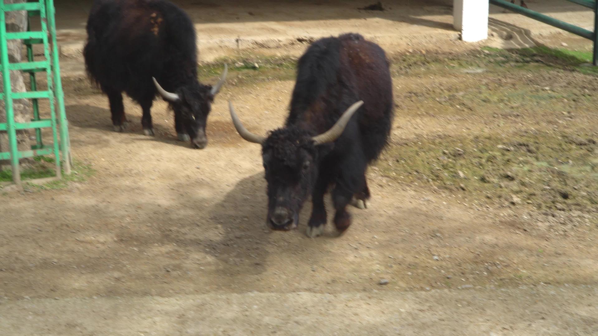 动物园八头牛视频的预览图