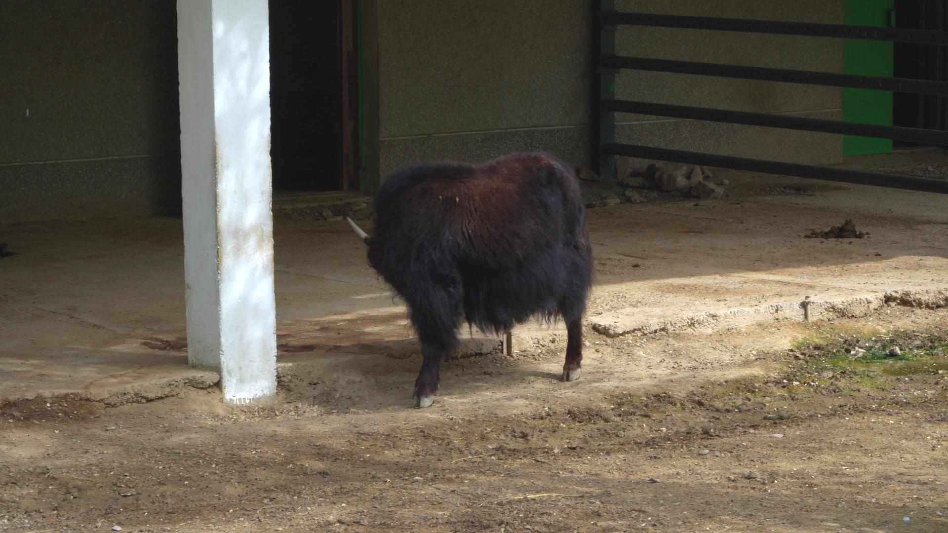 动物园八头牛视频的预览图