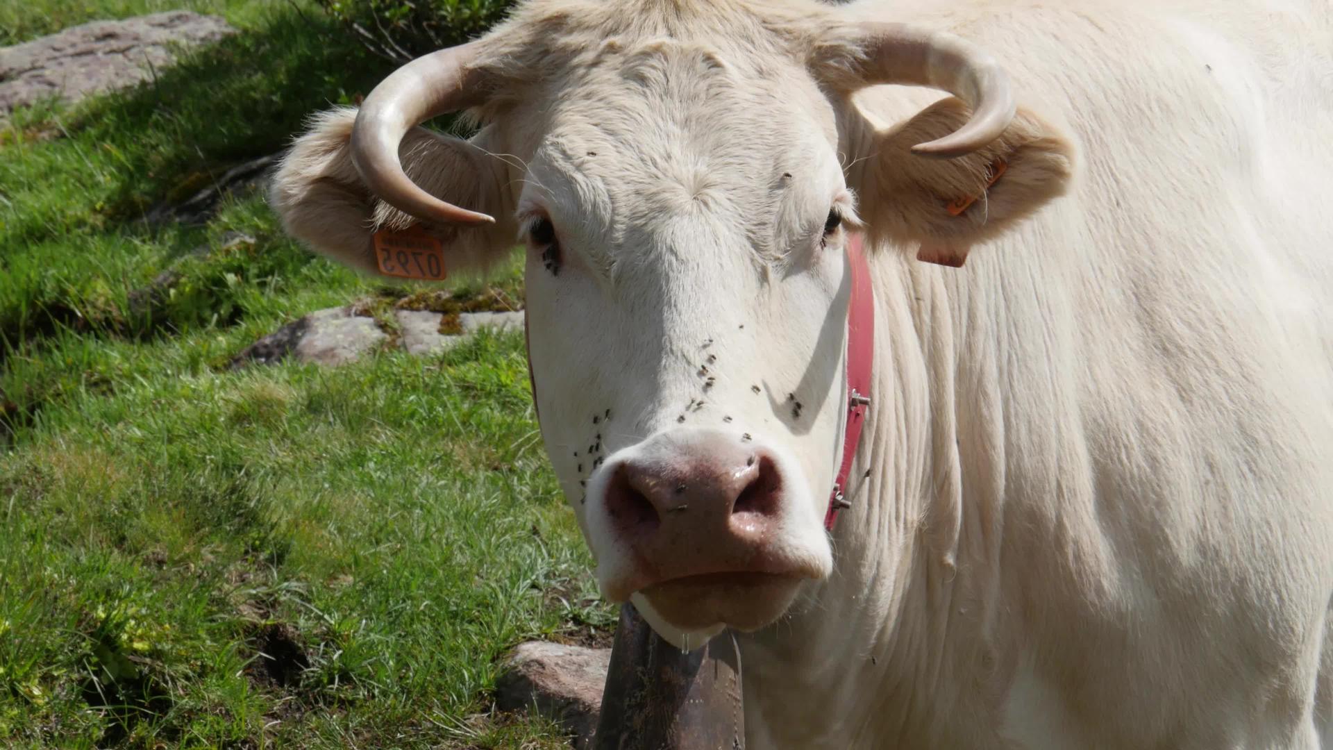 牧场上的一头牛紧紧地放在牛头上视频的预览图