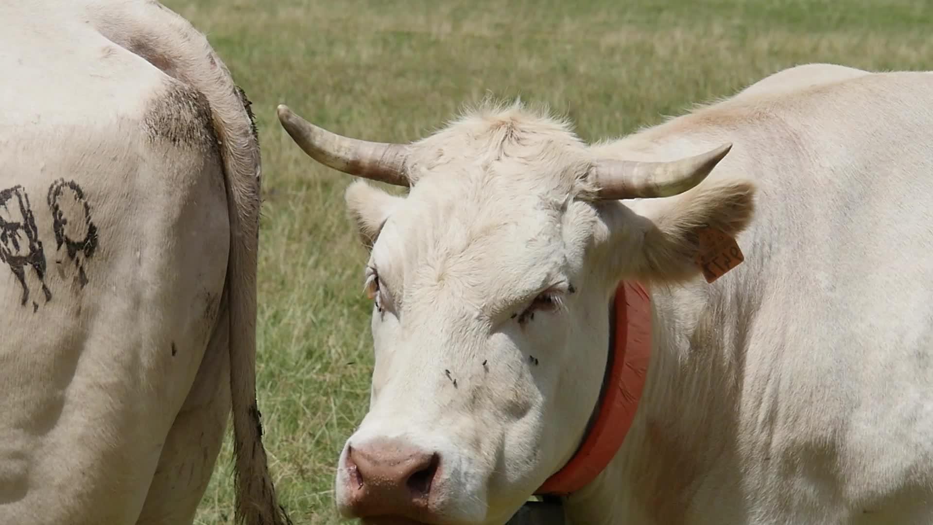 牧场上的一头牛紧紧地放在牛头上视频的预览图