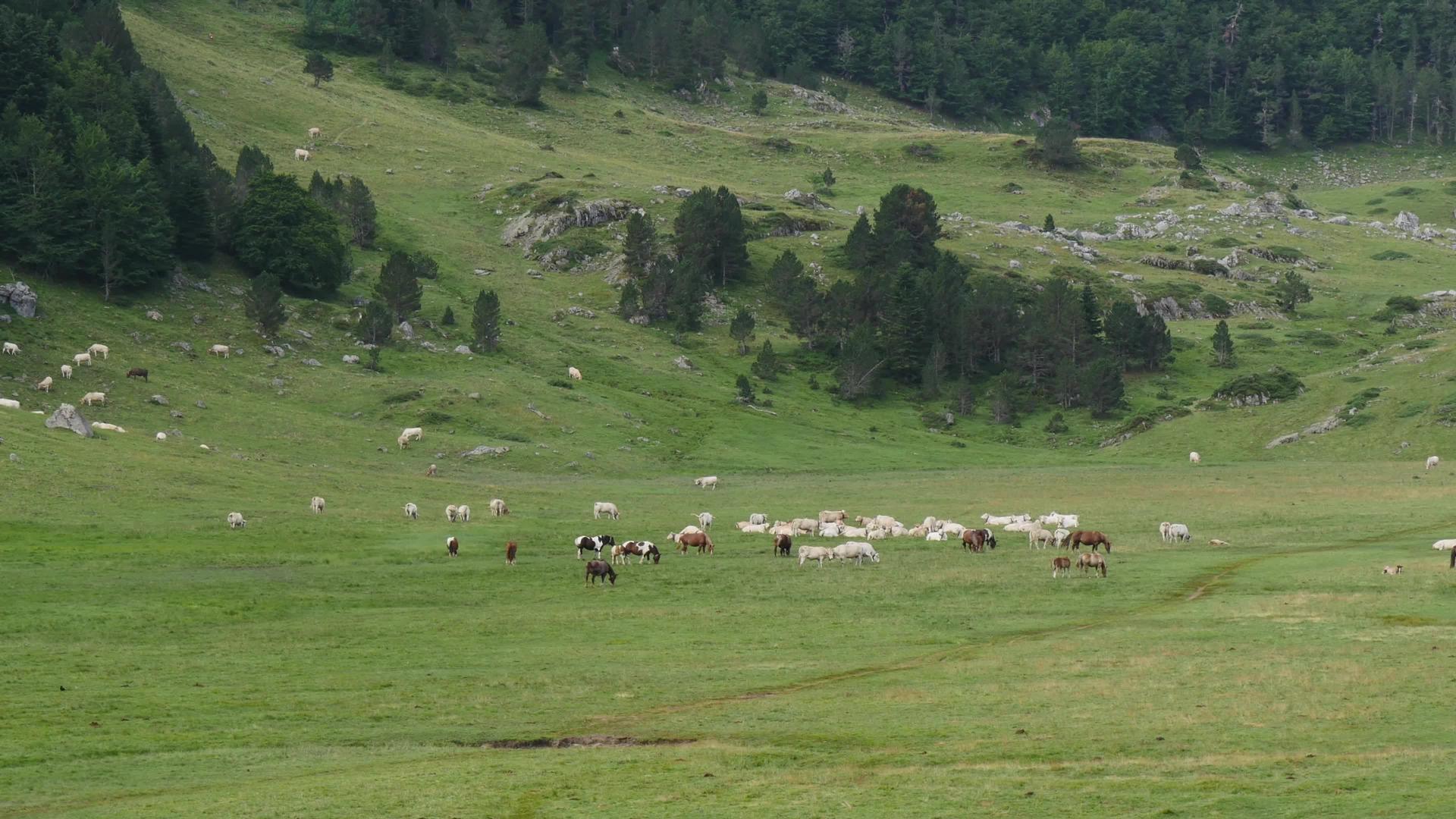 山中牧草中的牛群视频的预览图