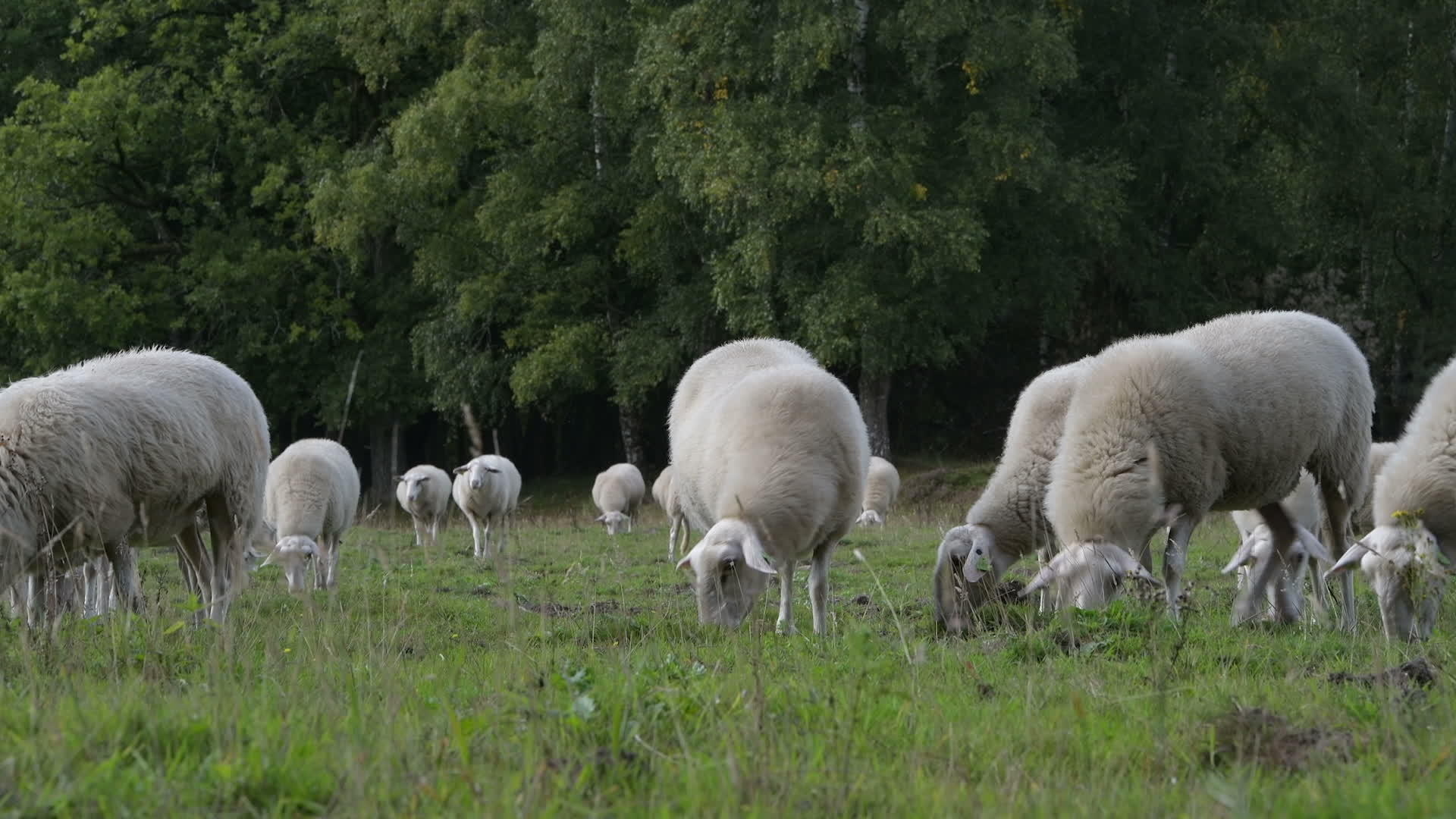 牧羊群在农田放牧视频的预览图