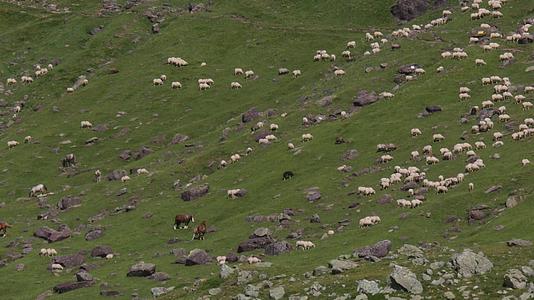 羊群中的绵羊视频的预览图