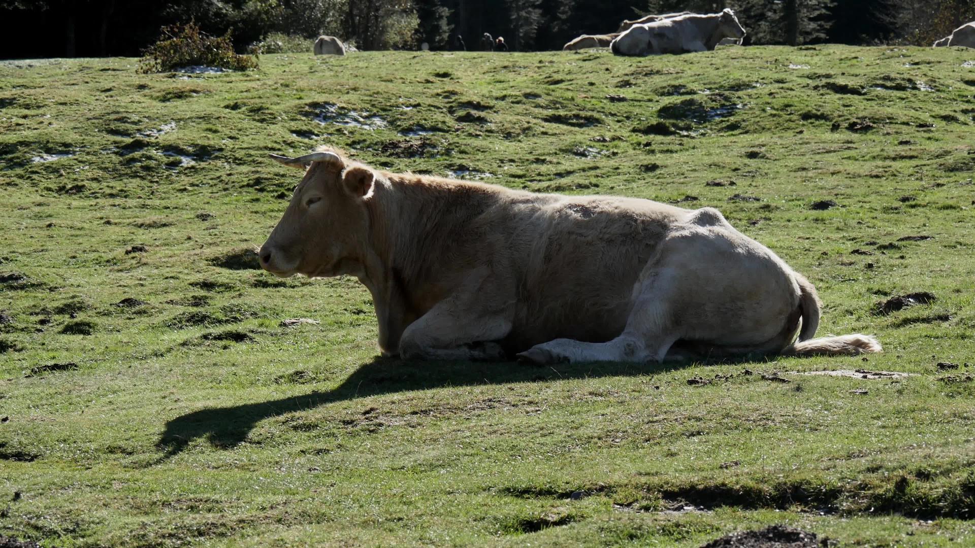 牛在高山草原上休息视频的预览图