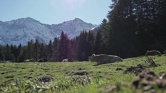 牛在高山草原上休息视频的预览图