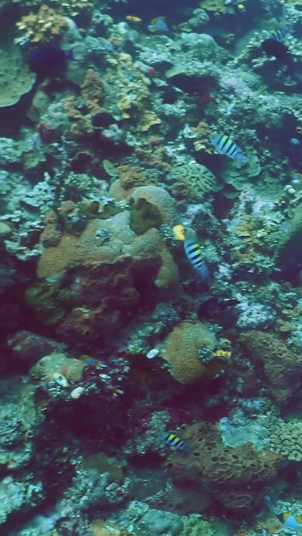 海底世界实拍视频的预览图