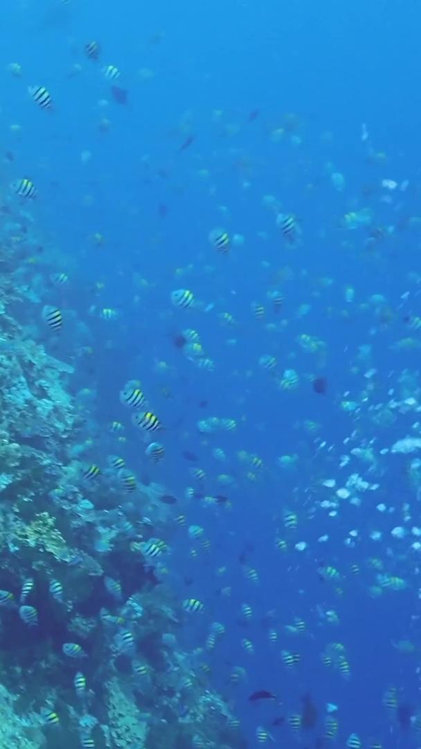 海底世界实拍视频的预览图