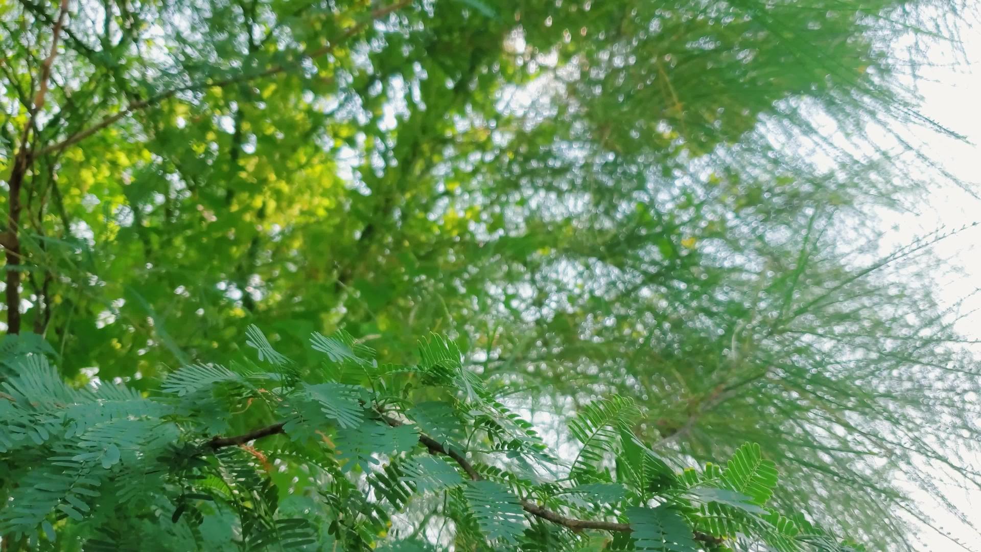 在森林的风中牧豆树的叶子轻轻地摇曳映衬着绿树环绕的白色树木视频的预览图
