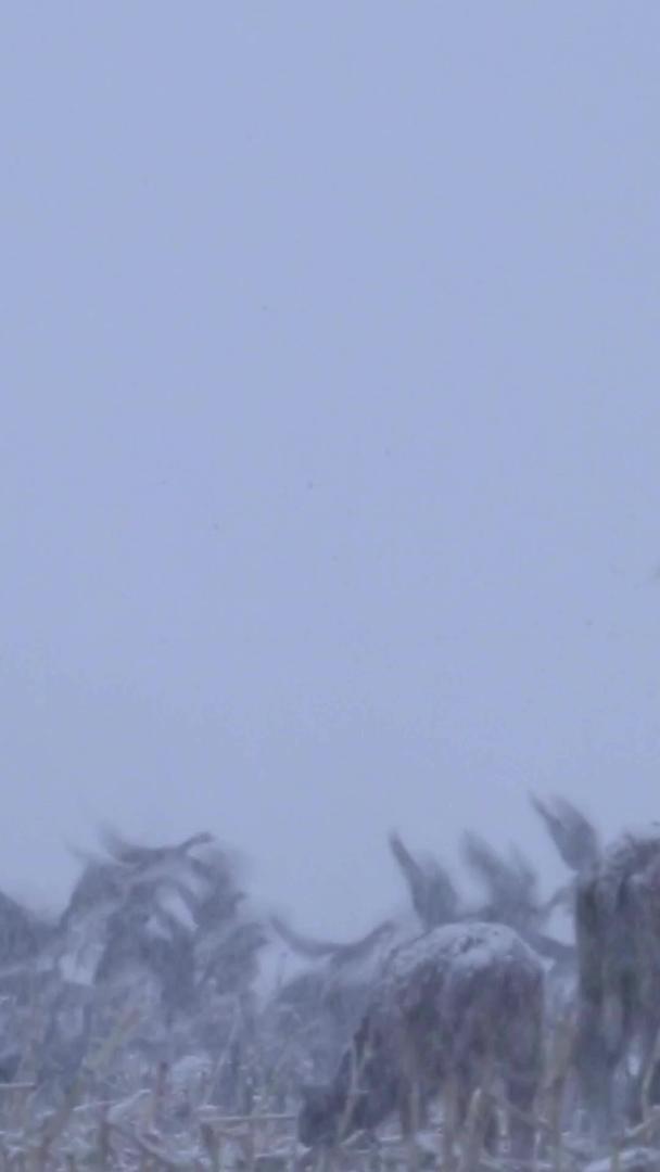 雪中大雁视频的预览图