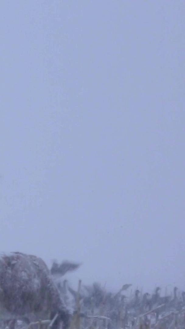 雪中大雁视频的预览图